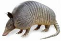 Mi presentaci&oacute;n del armadillo